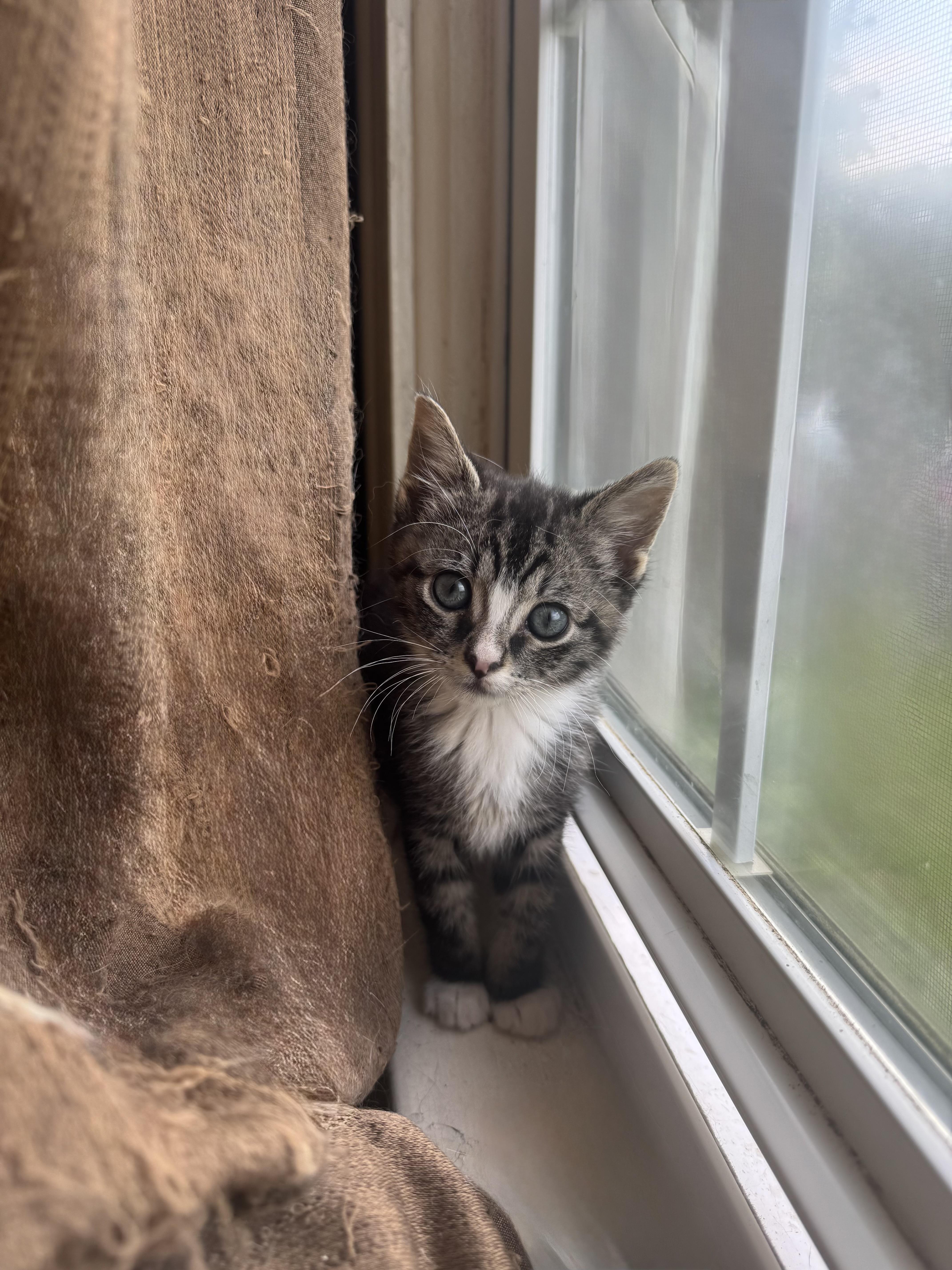 Enlarge Bumble, a Adopted Domestic Short Hair in Greenville, SC image 2/5