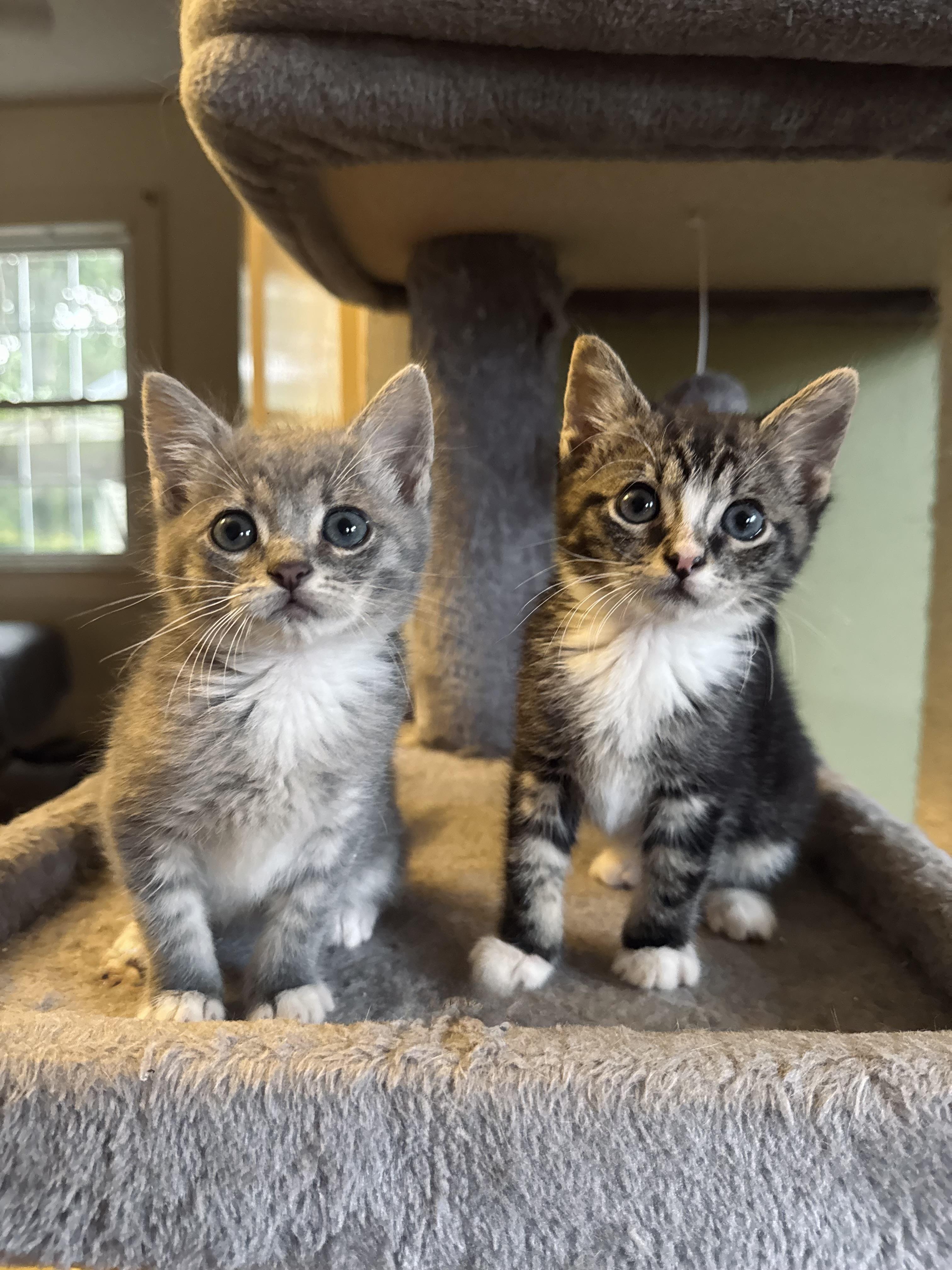 Enlarge Bumble, a Adopted Domestic Short Hair in Greenville, SC image 4/5