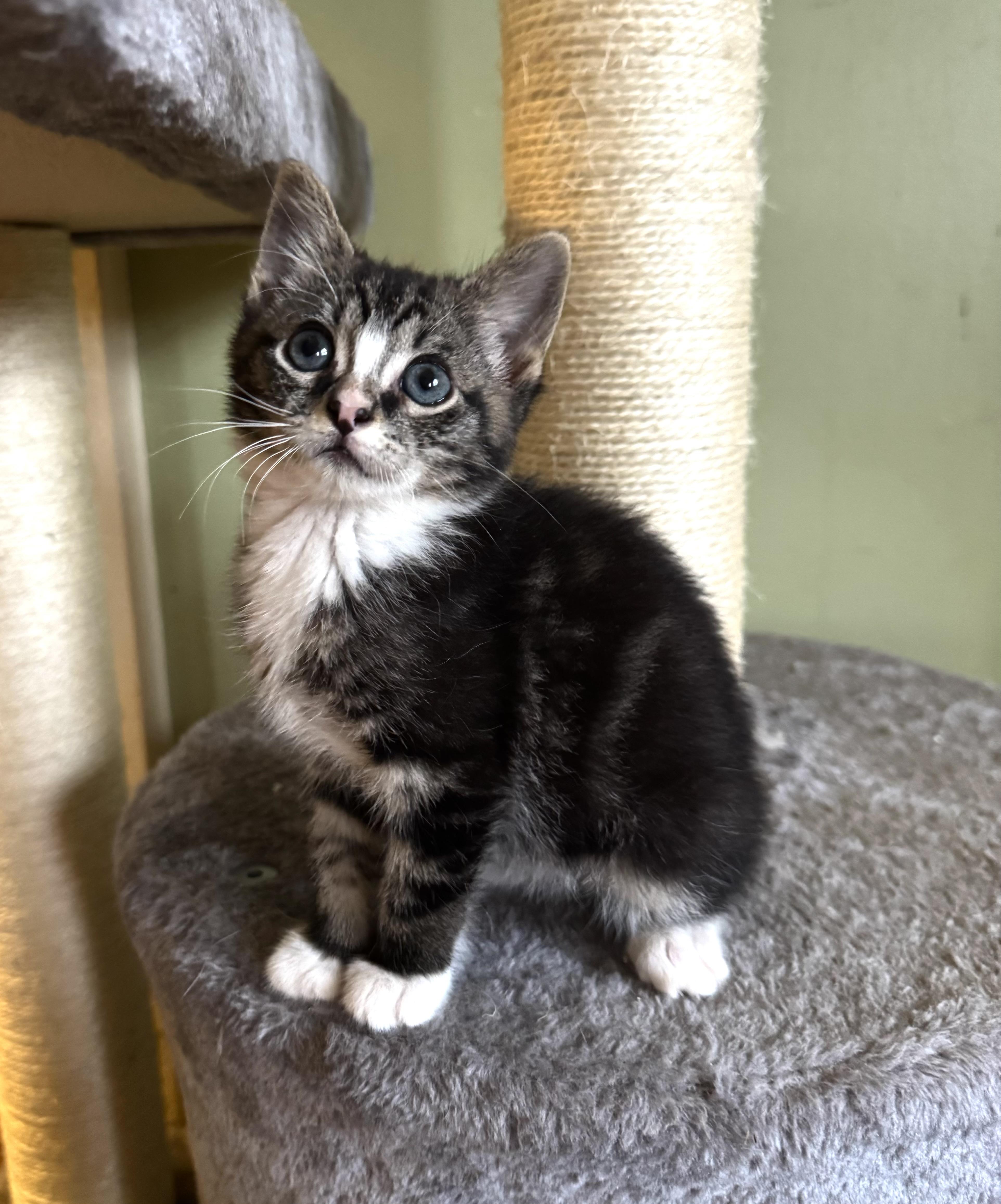 Enlarge Bumble, a Adopted Domestic Short Hair in Greenville, SC image 3/5