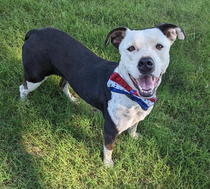 Enlarge Nori, a Adoptable Pit Bull Terrier in Arlington, TX image 1/4