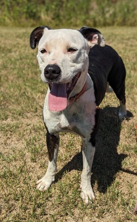 Enlarge Nori, a Adoptable Pit Bull Terrier in Arlington, TX image 3/4