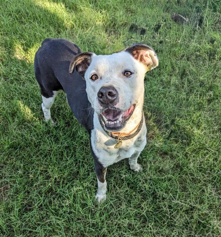Enlarge Nori, a Adoptable Pit Bull Terrier in Arlington, TX image 3/4