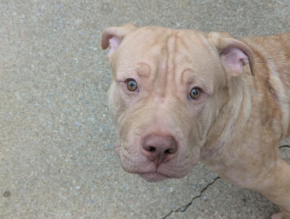 Frankie O’Malley (2026), Adoptable, Young Male Pit Bull Terrier & Mixed Breed.