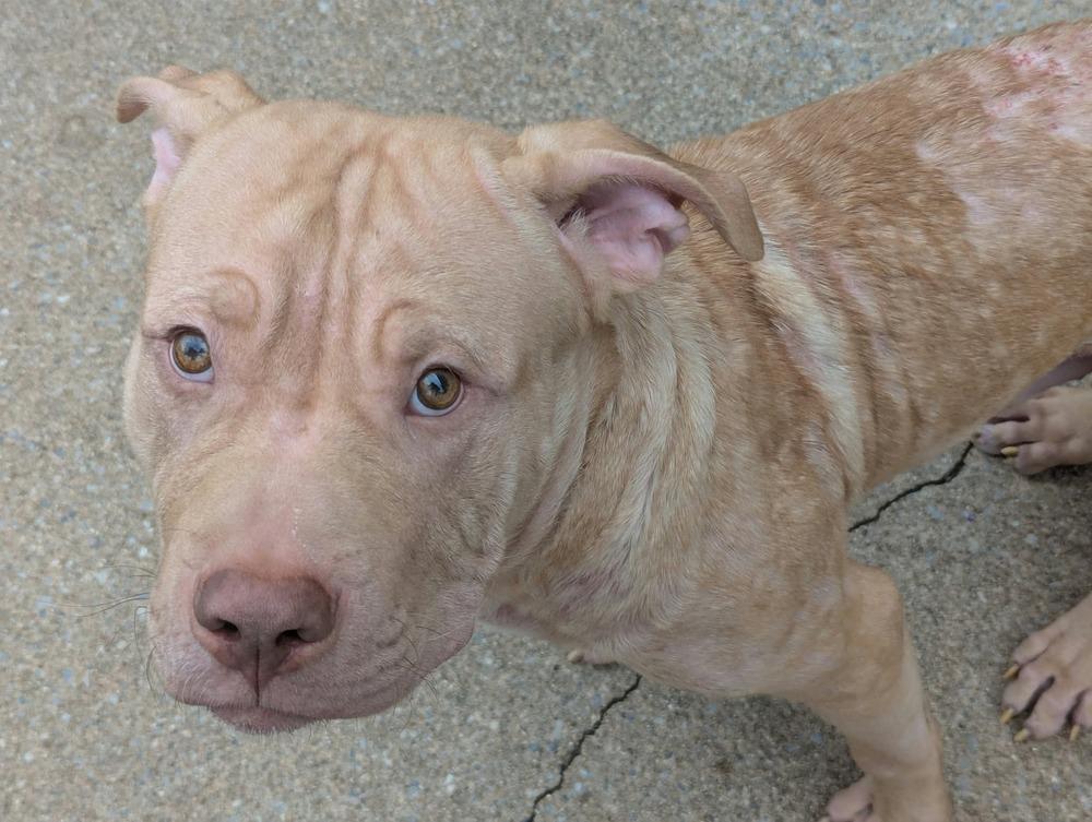 Enlarge Frankie O’Malley    (2026), a Adoptable mixed breed in Wenonah, NJ image 2/4