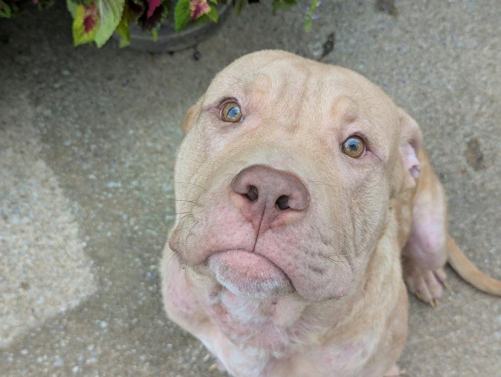 Enlarge Frankie O’Malley    (2026), a Adoptable mixed breed in Wenonah, NJ image 3/4