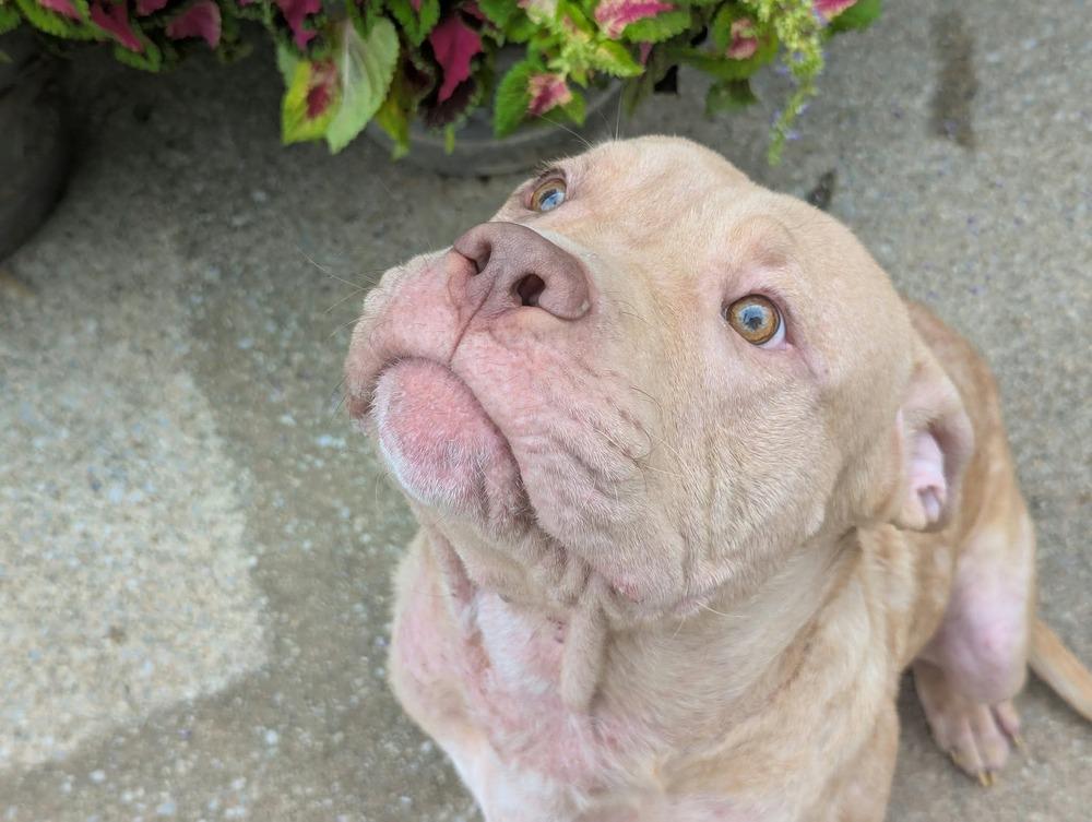 Enlarge Frankie O’Malley    (2026), a Adoptable mixed breed in Wenonah, NJ image 4/4