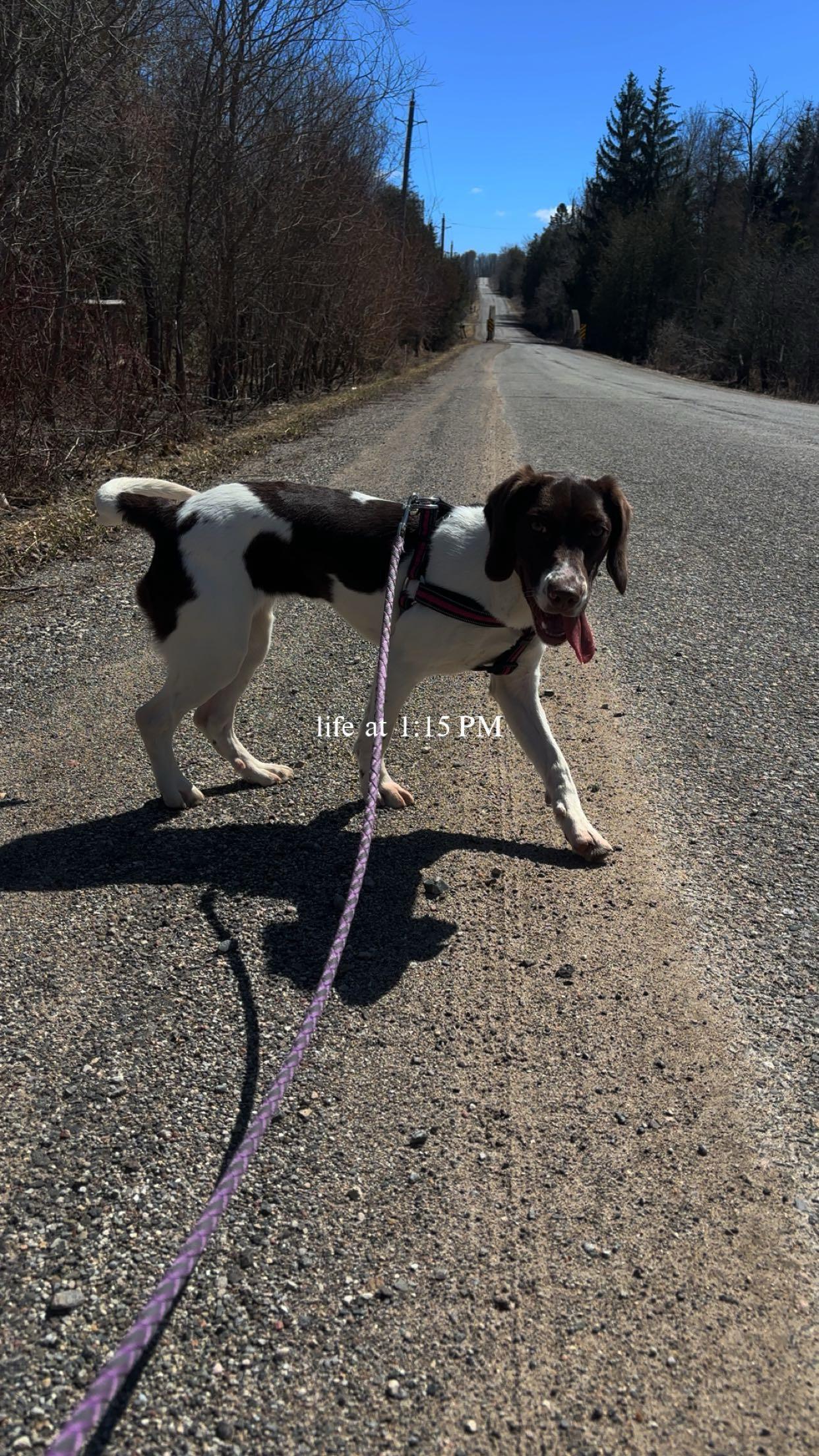 Enlarge Stout , an adopted mixed breed in Acton, ON image 2/2