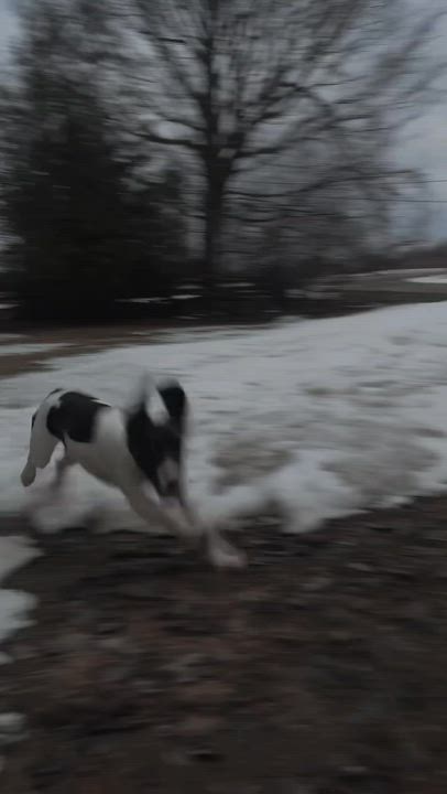 Enlarge Stout , an adopted mixed breed in Acton, ON video 1/2