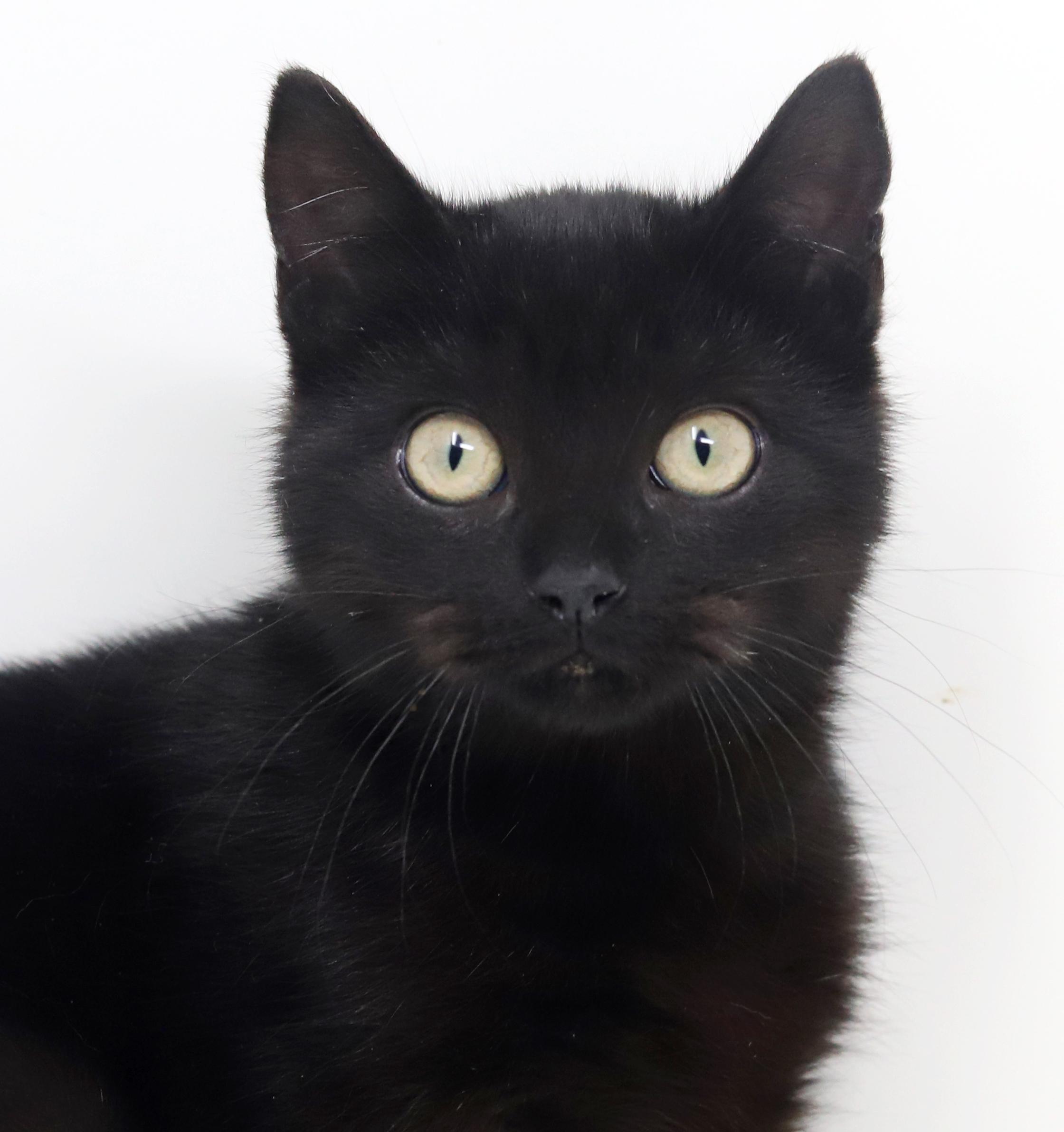 Zuzu is our purrfectly petite chocolate princess!  Loves her bro Clarence!, Adoptable, Kitten Female Bombay & British Shorthair.