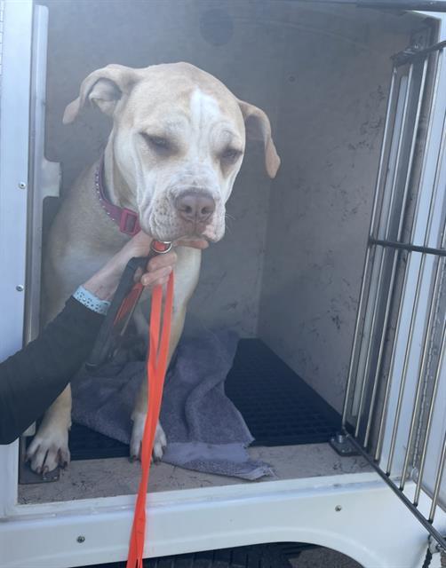 LUCY, Adoptable, Adult Female Pit Bull Terrier & Mixed Breed.