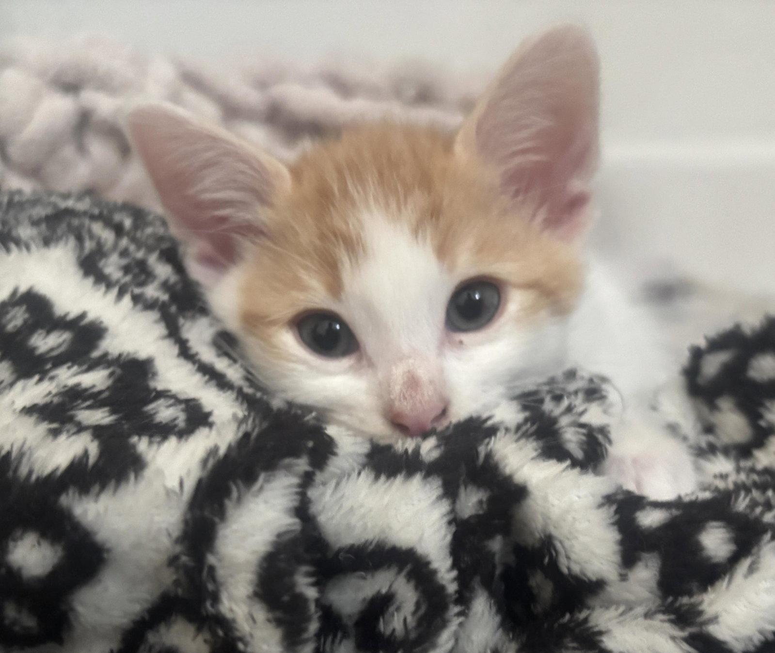 Moo Ping, Adopted, Kitten Male Domestic Short Hair.