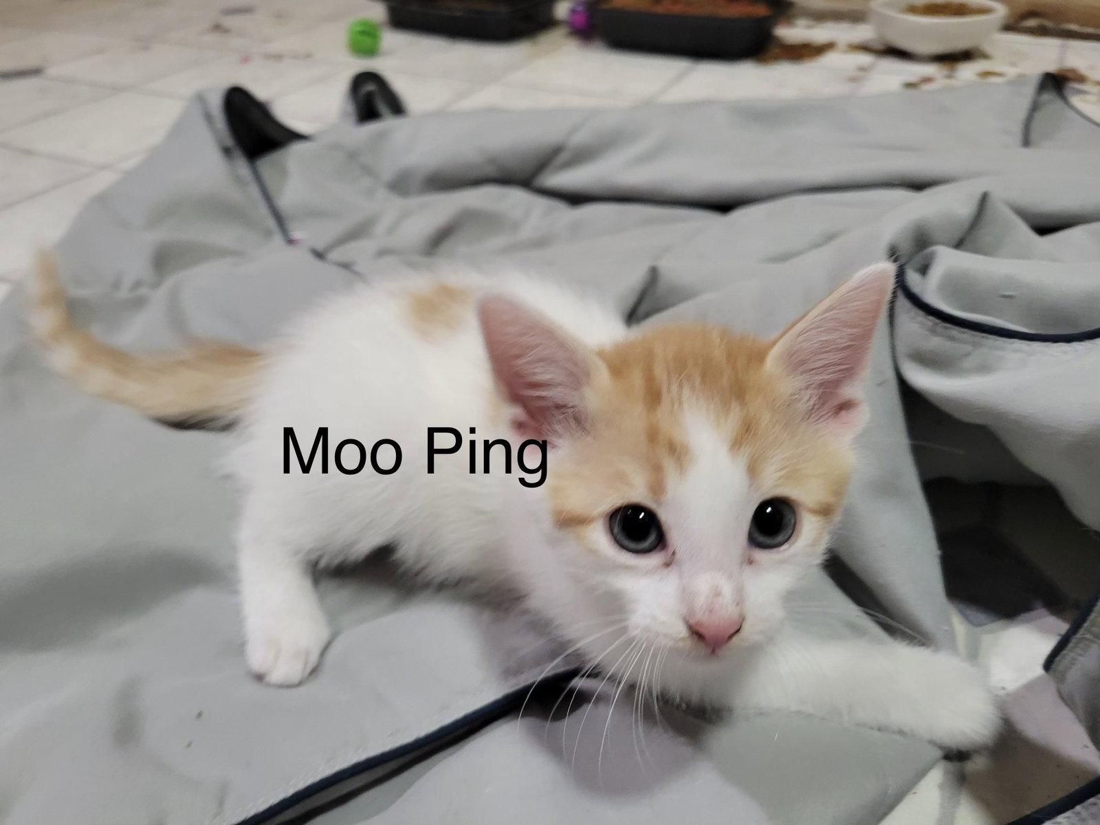 Moo Ping, a Adopted Domestic Short Hair in Buford, GA image 2/3