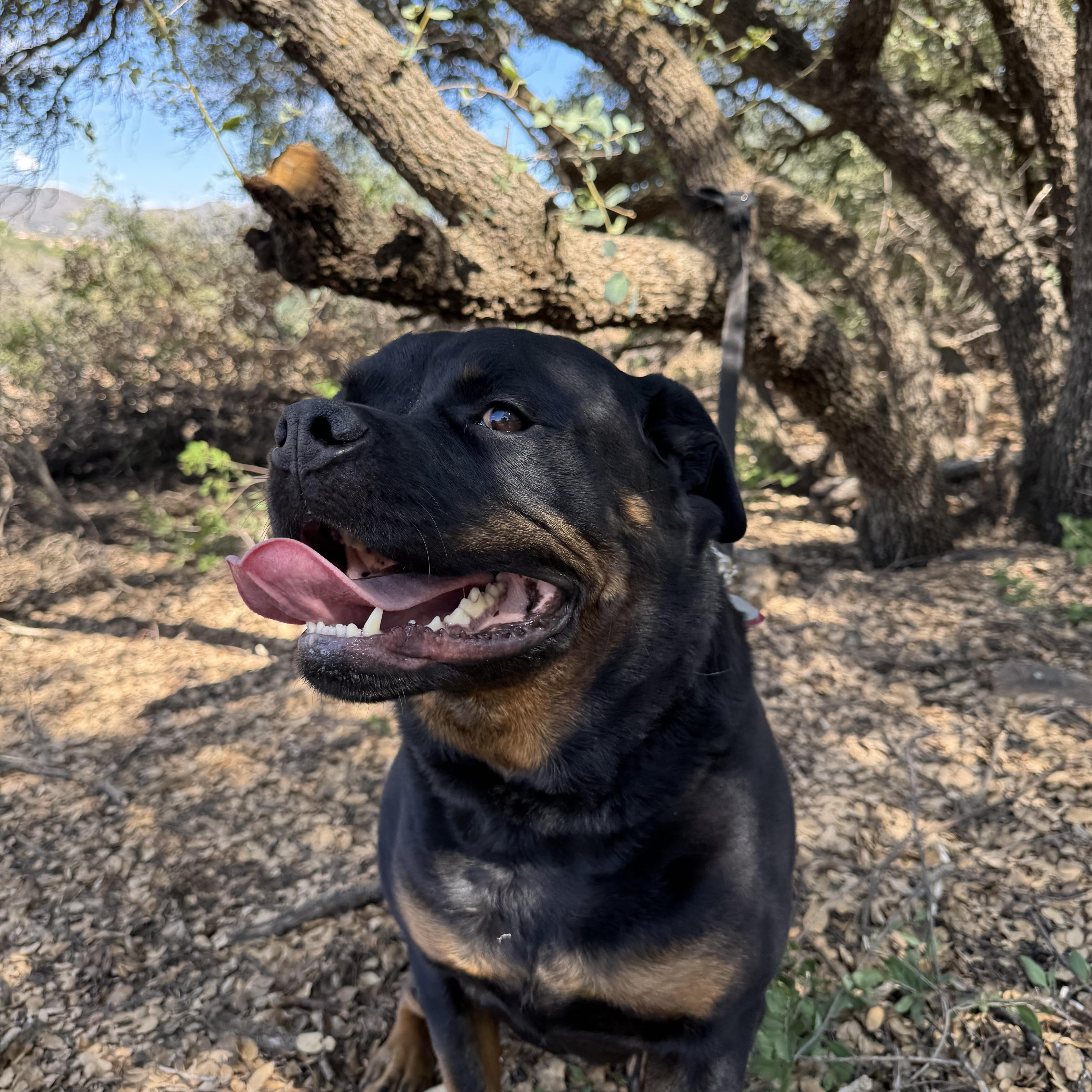 Gypsy Rose, a Adopted Rottweiler in Dewey, AZ image 1/3