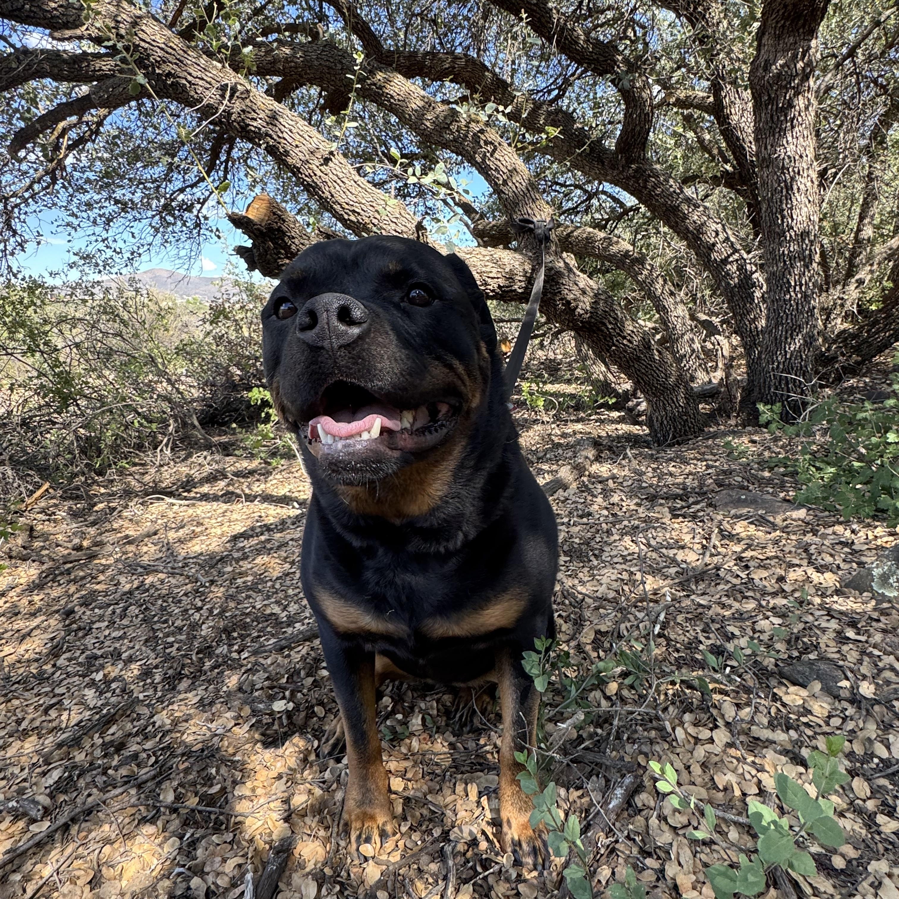 Gypsy Rose, a Adopted Rottweiler in Dewey, AZ image 2/3