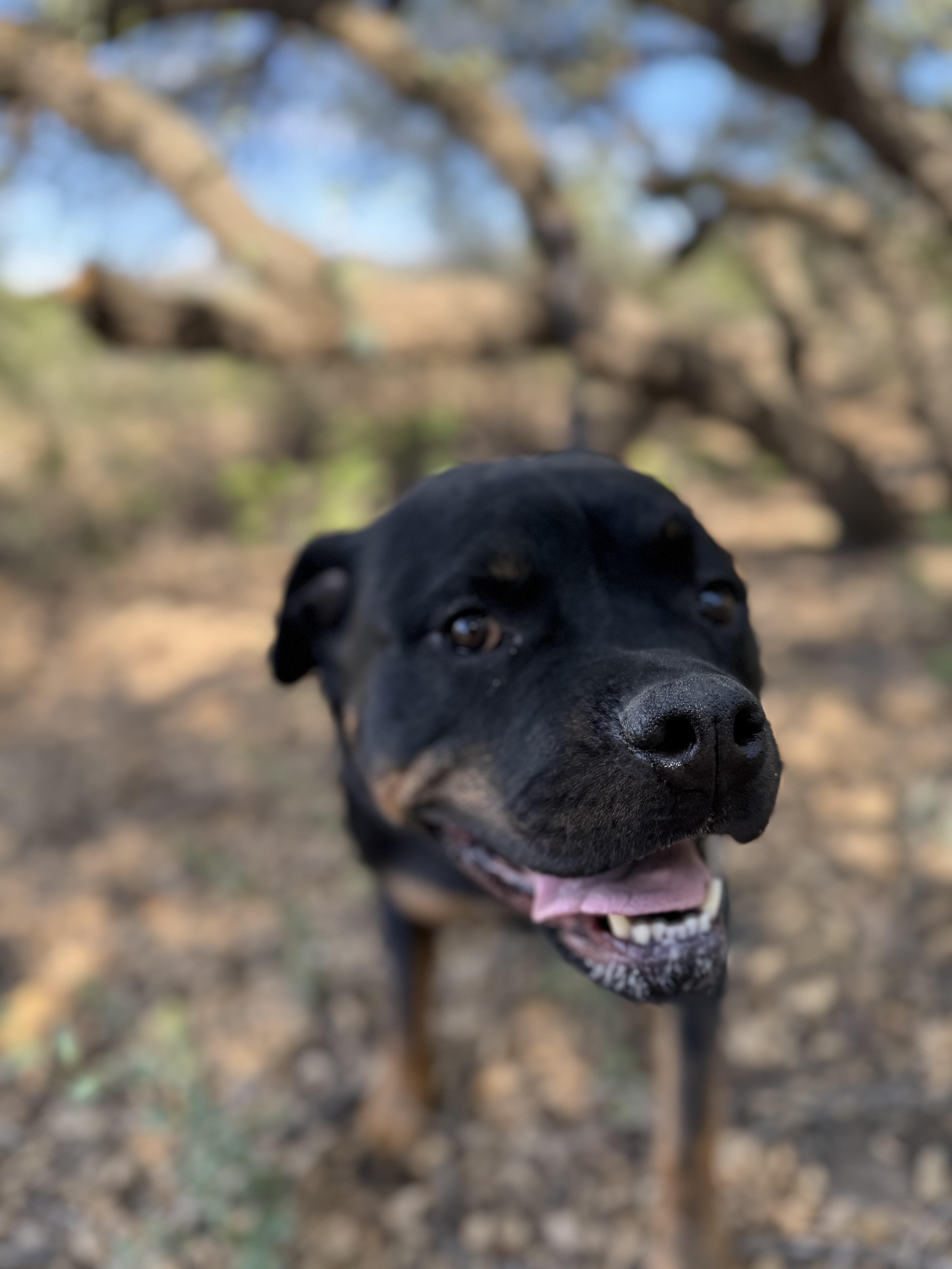 Gypsy Rose, a Adopted Rottweiler in Dewey, AZ image 3/3