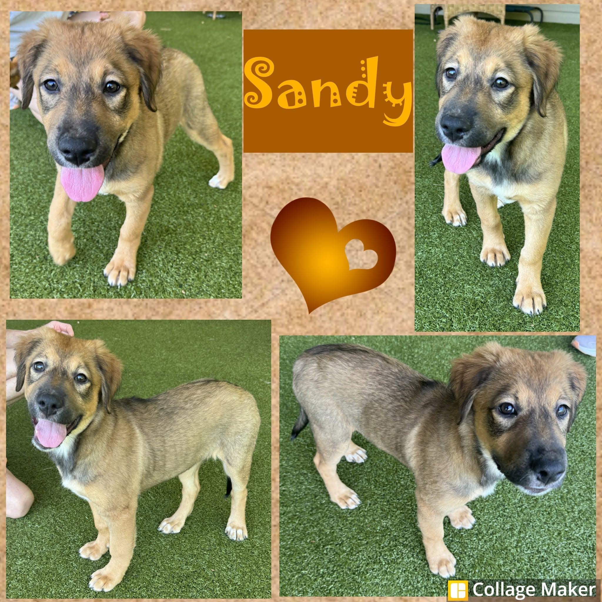 Enlarge Sandy, an adopted mixed breed in Clearfield, PA image 1/1