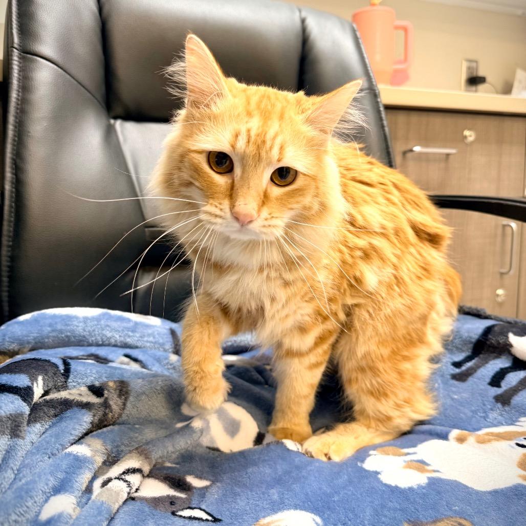 Enlarge Cider, a Adoptable Domestic Long Hair in Great Falls, MT image 1/6