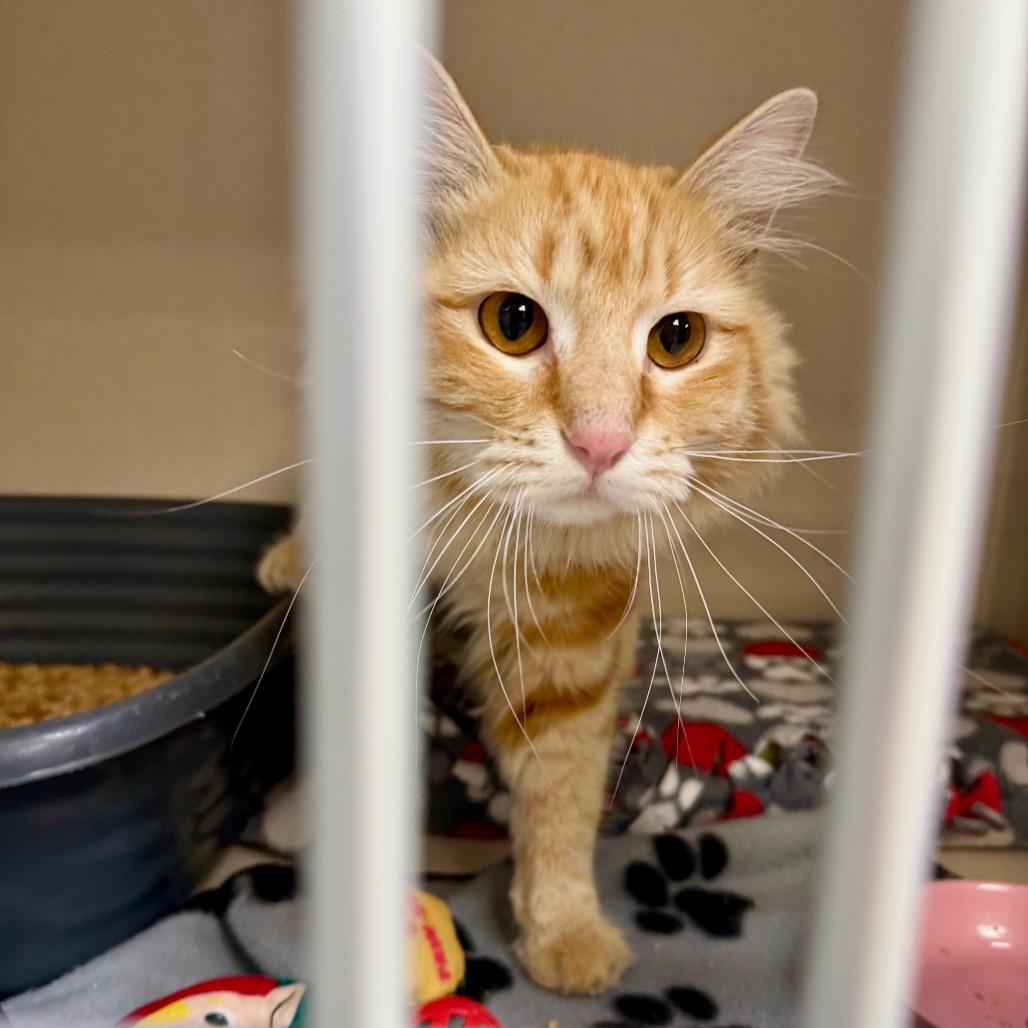 Enlarge Cider, a Adoptable Domestic Long Hair in Great Falls, MT image 2/6