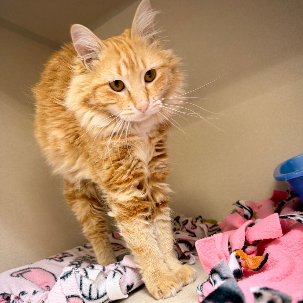 Enlarge Cider, a Adoptable Domestic Long Hair in Great Falls, MT image 3/6