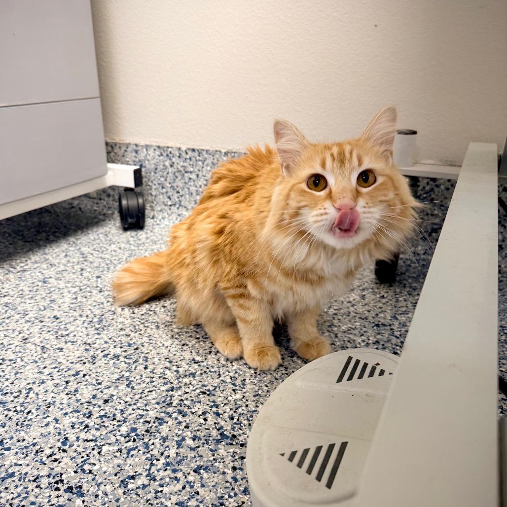 Enlarge Cider, a Adoptable Domestic Long Hair in Great Falls, MT image 4/6