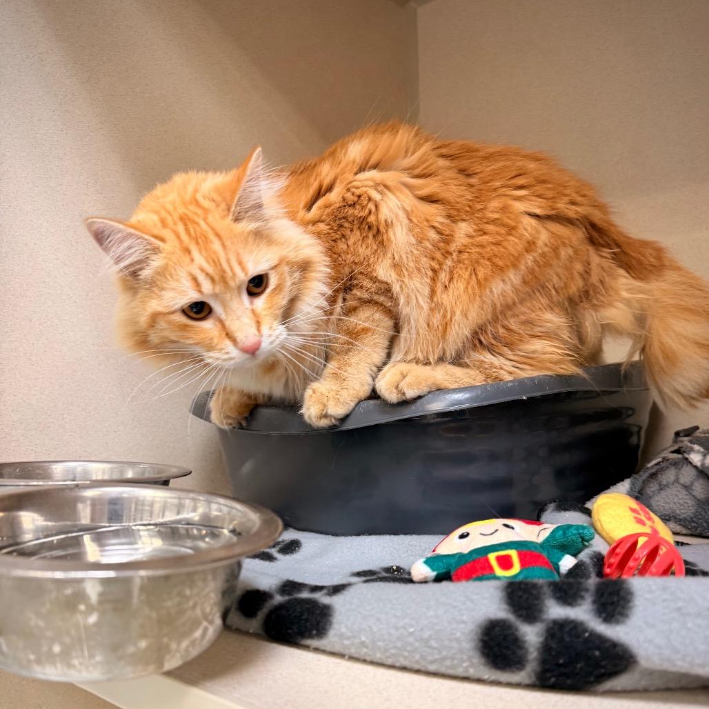 Enlarge Cider, a Adoptable Domestic Long Hair in Great Falls, MT image 5/6