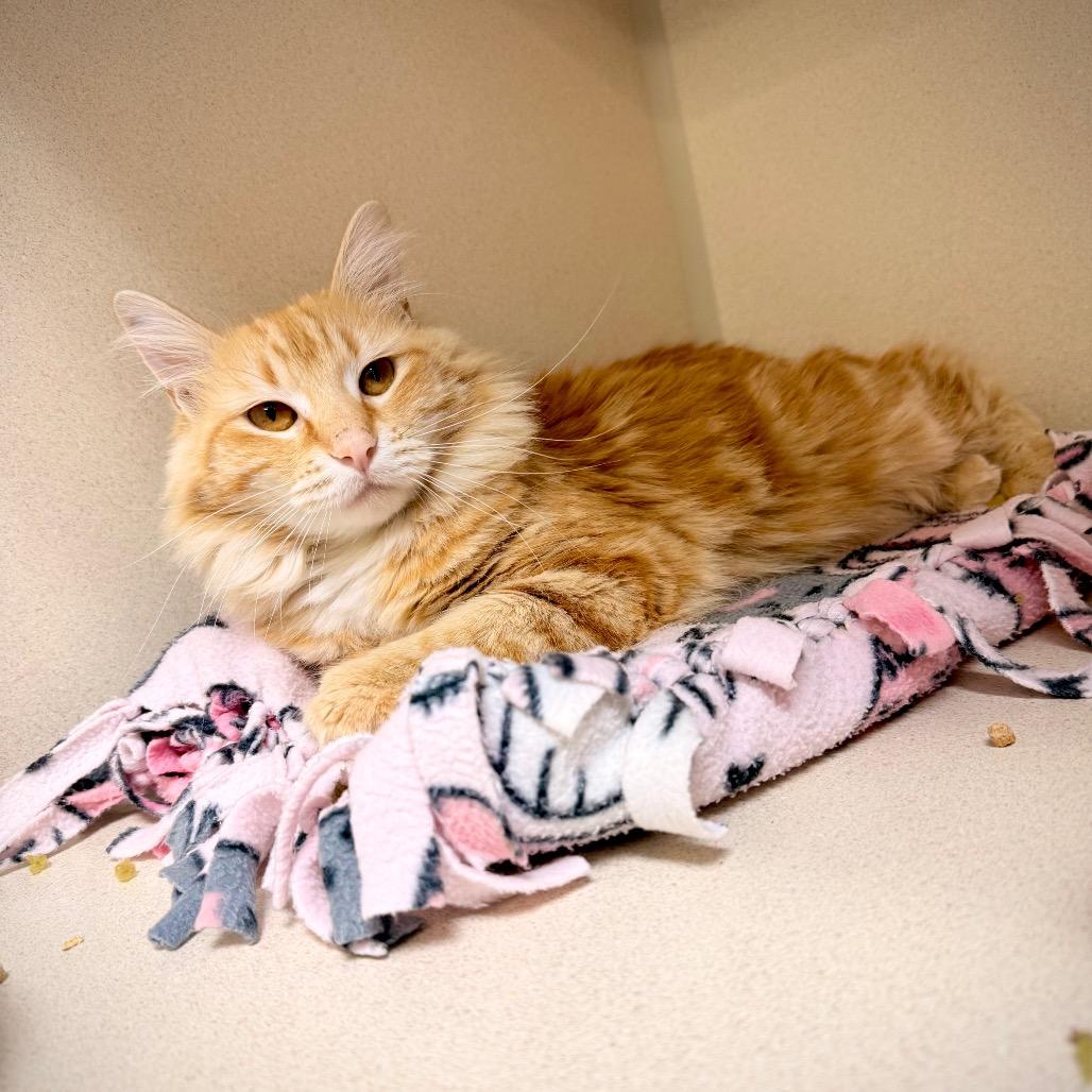 Enlarge Cider, a Adoptable Domestic Long Hair in Great Falls, MT image 6/6
