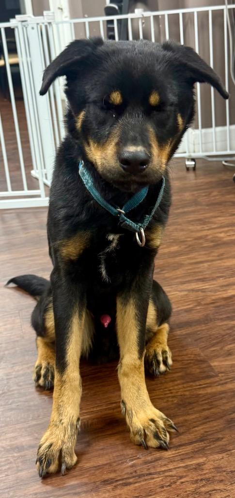 Bodhi, Adopted, Young Male Rottweiler & Mixed Breed.