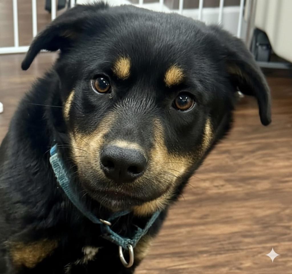 Enlarge Bodhi, a Adopted mixed breed in Crossville, TN image 2/4