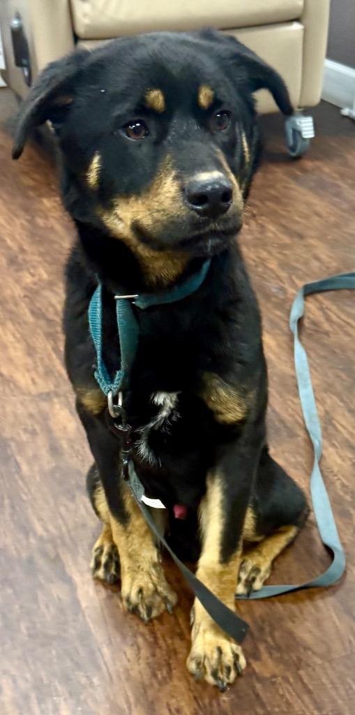 Enlarge Bodhi, a Adopted mixed breed in Crossville, TN image 3/4