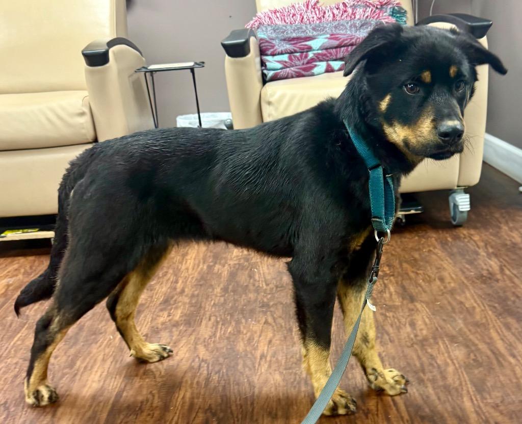 Enlarge Bodhi, a Adopted mixed breed in Crossville, TN image 4/4