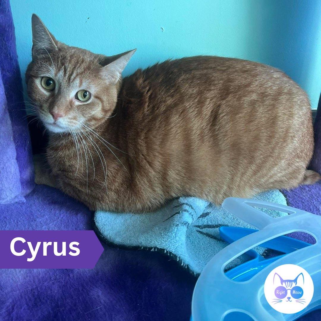 Cyrus, Adult Male Domestic Short Hair