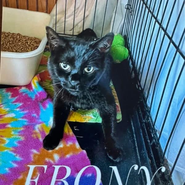 Enlarge Ebony, an adopted Domestic Short Hair in DeWitt, NY image 3/3