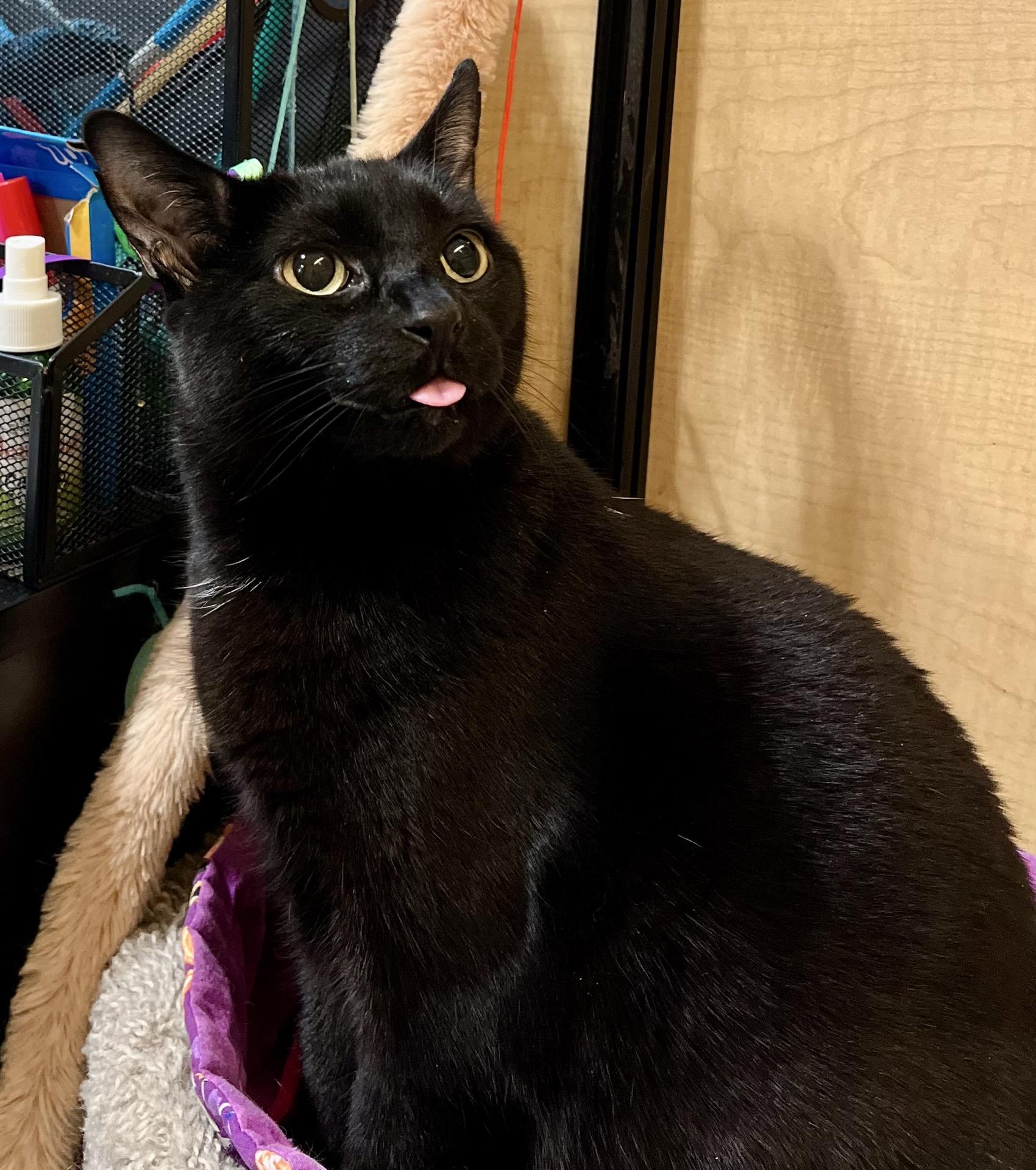 Enlarge Ebony, an adopted Domestic Short Hair in DeWitt, NY image 1/3