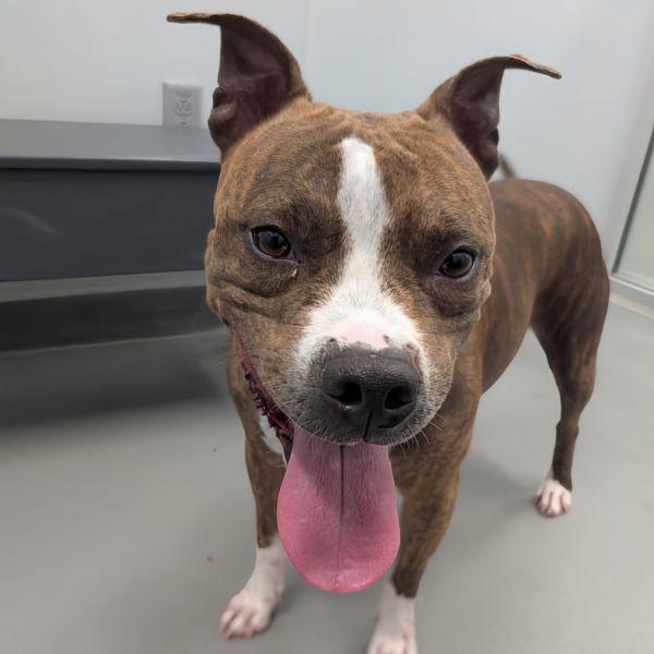 Peggy, a Adoptable mixed breed in Des Moines, IA image 1/6