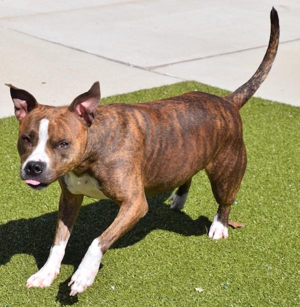 Peggy, a Adoptable mixed breed in Des Moines, IA image 2/6