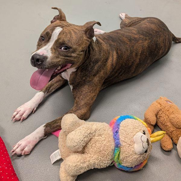 Peggy, a Adoptable mixed breed in Des Moines, IA image 3/6