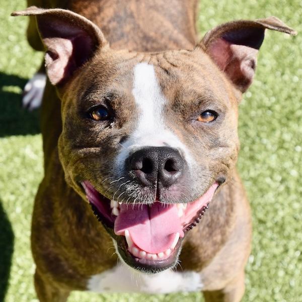 Peggy, a Adoptable mixed breed in Des Moines, IA image 4/6