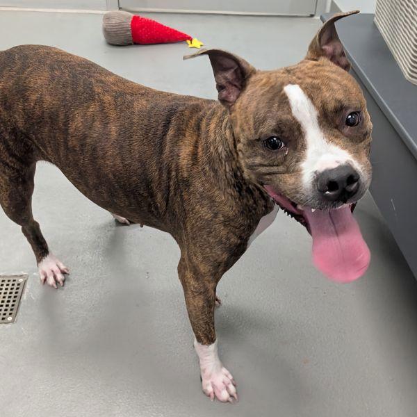 Peggy, a Adoptable mixed breed in Des Moines, IA image 5/6