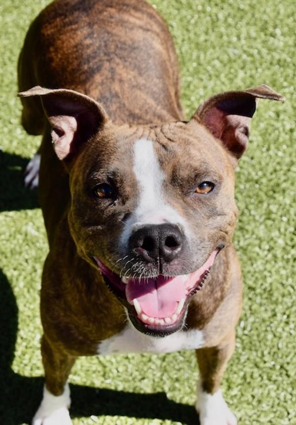 Peggy, a Adoptable mixed breed in Des Moines, IA image 6/6