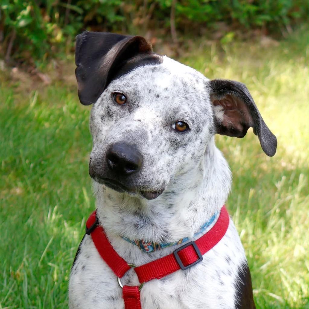 Enlarge Noah, a Adoptable mixed breed in Savage, MN image 1/5