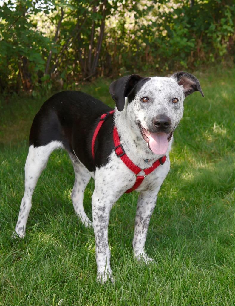 Enlarge Noah, a Adoptable mixed breed in Savage, MN image 2/5