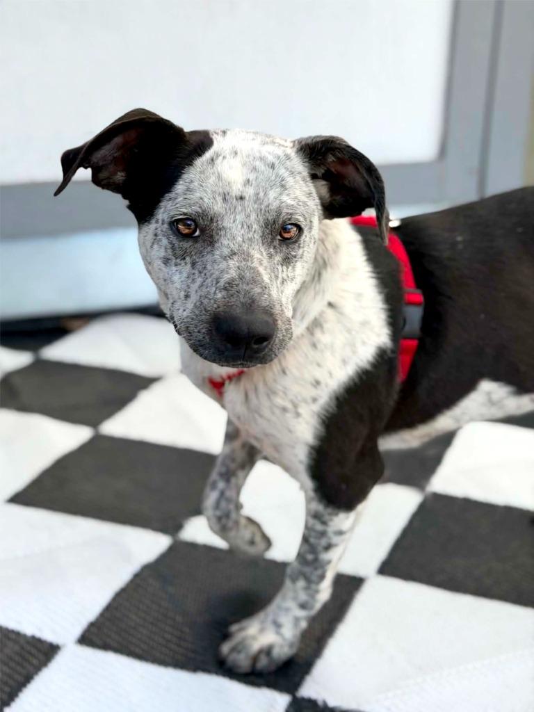 Enlarge Noah, a Adoptable mixed breed in Savage, MN image 3/5