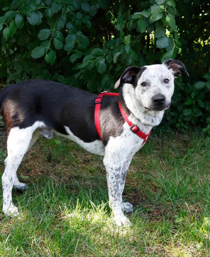 Enlarge Noah, a Adoptable mixed breed in Savage, MN image 4/5
