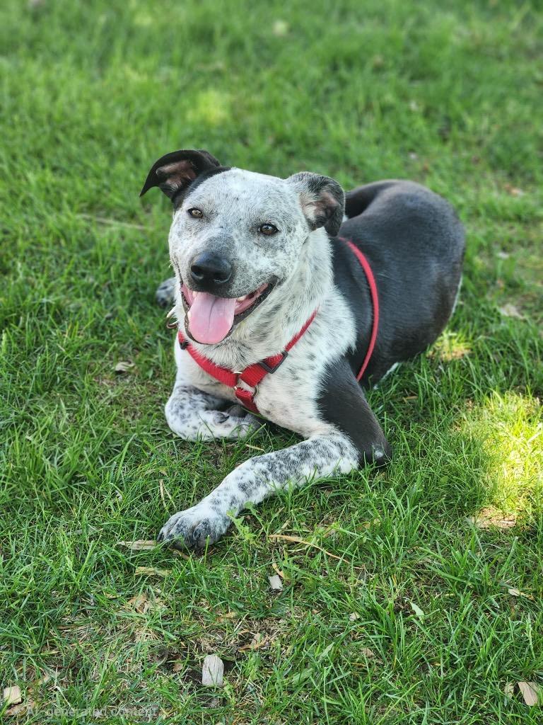 Enlarge Noah, a Adoptable mixed breed in Savage, MN image 5/5