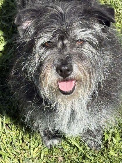 Vivian (7013), Adoptable, Adult Female Schnauzer & Poodle.