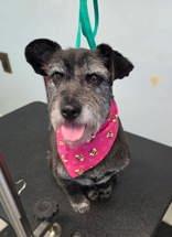 Vivian (7013), a Adoptable mixed breed in Lake City, MI image 2/2