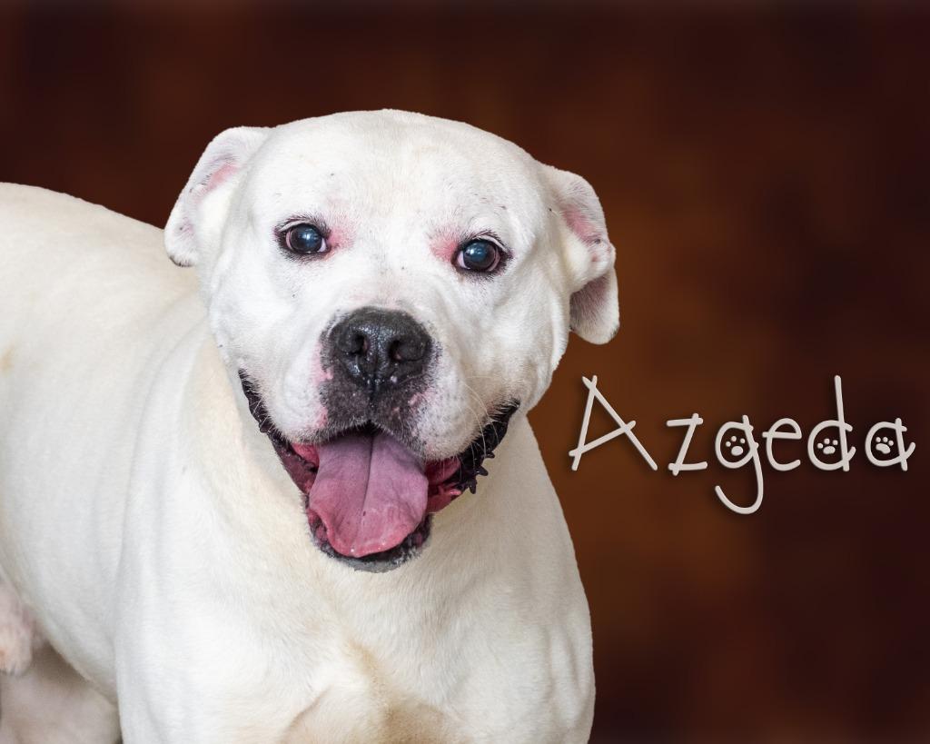 Enlarge Azgeda , a ADOPTABLE mixed breed in Somerset, PA image 1/1