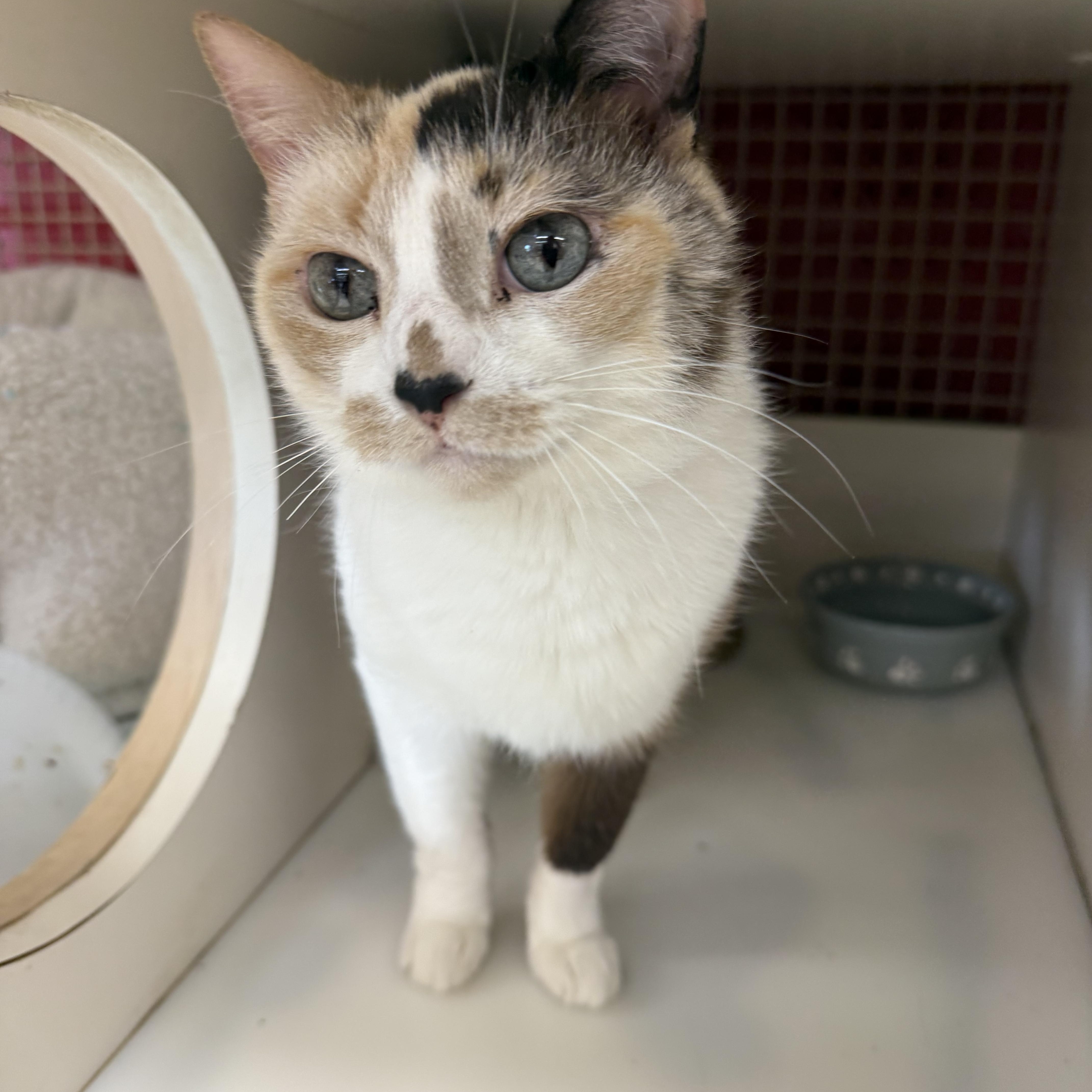 Enlarge Noelle , an adopted mixed breed in Orland Park, IL image 1/4