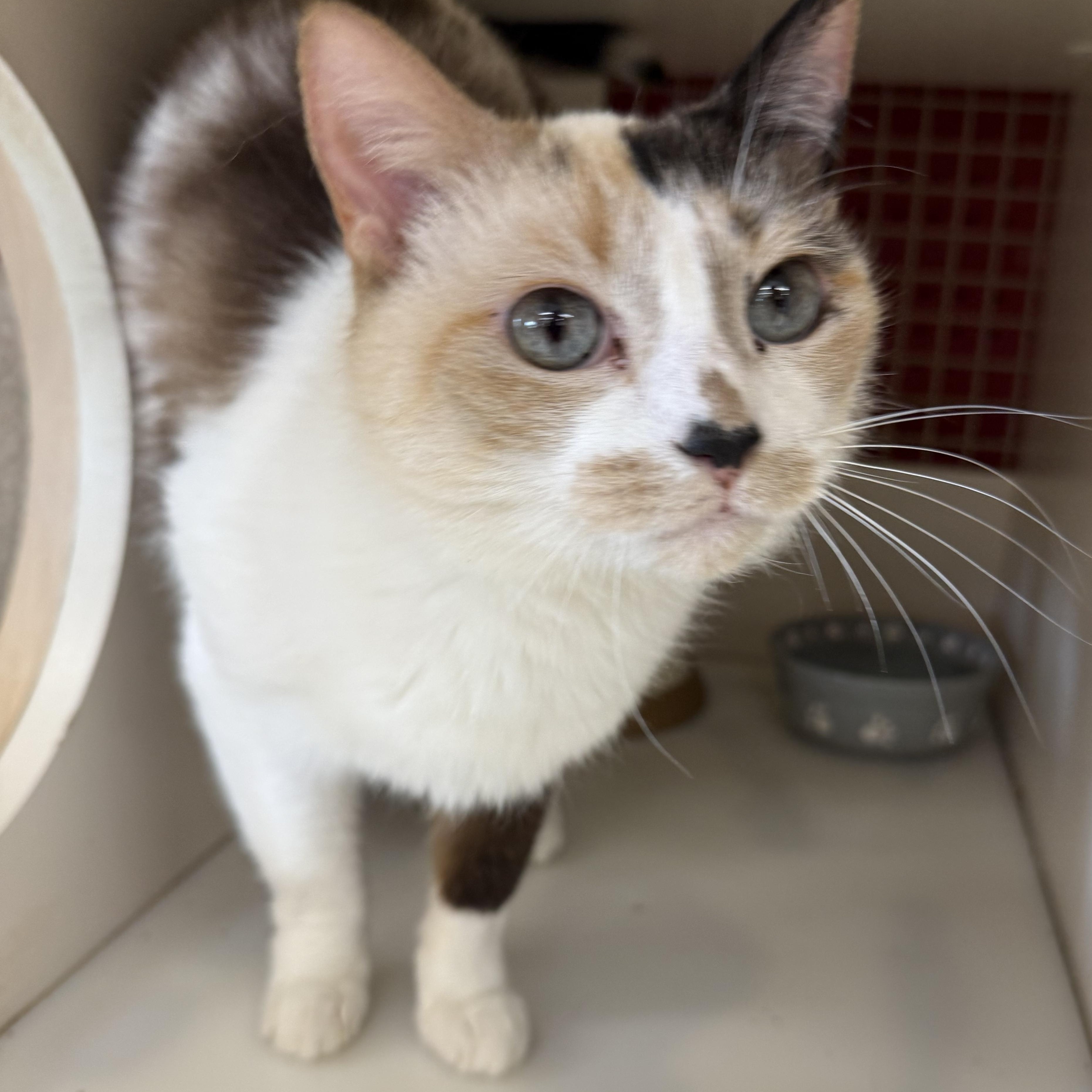 Enlarge Noelle , an adopted mixed breed in Orland Park, IL image 3/4