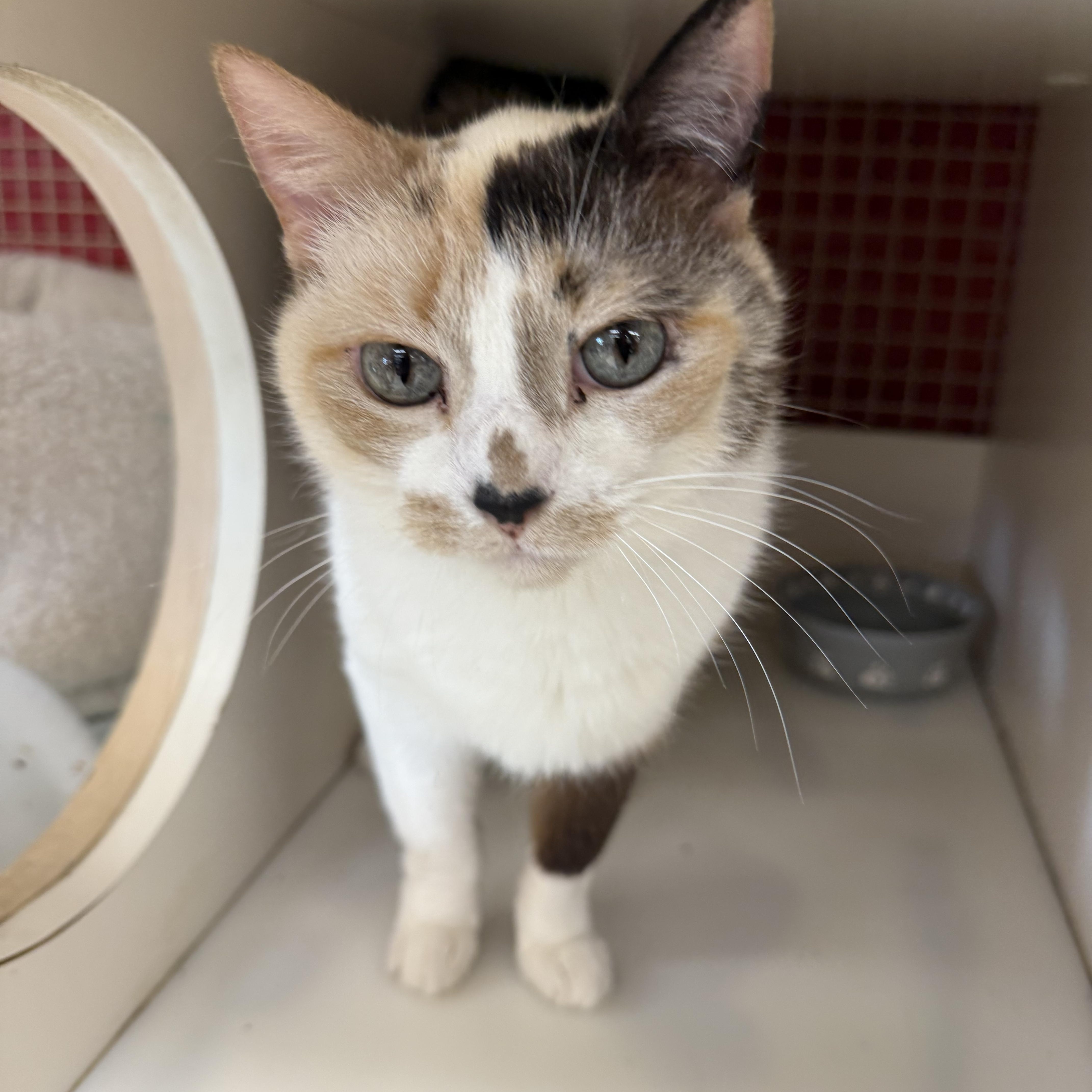 Enlarge Noelle , an adopted mixed breed in Orland Park, IL image 4/4